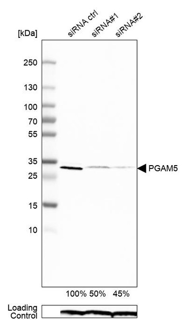 Western blot analysis in RT-4 cells transfected with control siRNA, target specific siRNA probe #1 and #2, using Anti-PGAM5 antibody. Remaining relative intensity is presented. Loading control: Anti-PPIB.