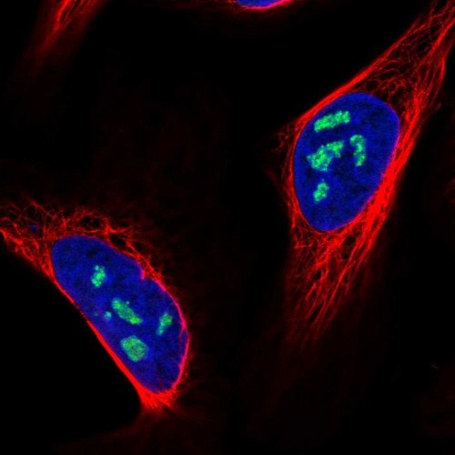 Immunofluorescent staining of human cell line U-2 OS shows localization to nucleoli.