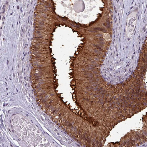 Immunohistochemical staining of human epididymis shows strong cytoplasmic and membranous positivity in glandular cells.