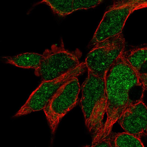 Immunofluorescent staining of human cell line HEK 293 shows localization to nucleus.