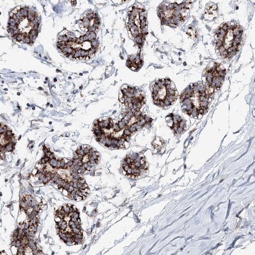 Immunohistochemical staining of human breast shows strong cytoplasmic positivity in glandular cells.