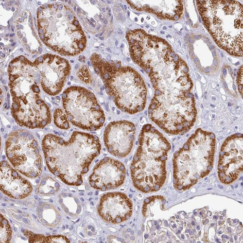 Immunohistochemical staining of human kidney shows strong cytoplasmic positivity in tubular cells.