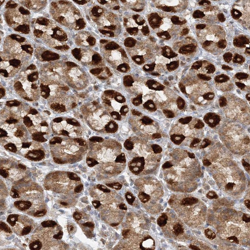 Immunohistochemical staining of human stomach shows strong cytoplasmic positivity in glandular cells.
