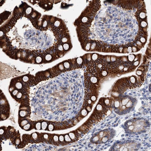 Immunohistochemical staining of human small intestine shows strong cytoplasmic positivity in glandular cells.