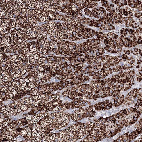 Immunohistochemical staining of human adrenal gland shows strong cytoplasmic positivity in cortical cells.