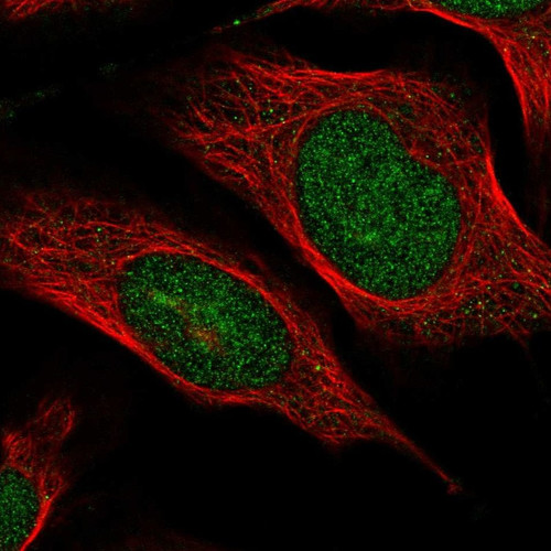 Immunofluorescent staining of human cell line U-2 OS shows localization to nucleus.