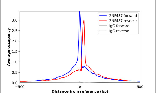 ChIP-Exo-Seq composite graph for Anti-ZNF487 (HPA037820, Lot R35594) tested in K562 cells. Strand-specific reads (blue: forward, red: reverse) and IgG controls (black: forward, grey: reverse) are plotted against the distance from a composite set of reference binding sites. The antibody exhibits robust target enrichment compared to a non-specific IgG control and precisely reveals its structural organization around the binding site. Data generated by Prof. B. F. Pugh's Lab at Cornell University.