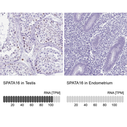 Immunohistochemistry analysis in human testis and endometrium tissues using Anti-SPATA16 antibody. Corresponding SPATA16 RNA-seq data are presented for the same tissues.