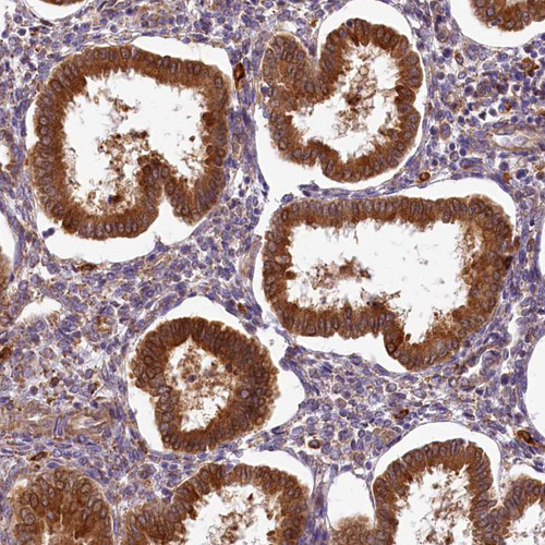 Immunohistochemical staining of human endometrium shows strong cytoplasmic positivity in glandular cells.