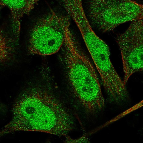 Immunofluorescent staining of human cell line U-251 MG shows localization to nucleoplasm & cytosol.