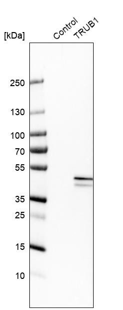 Western blot analysis in control (vector only transfected HEK293T lysate) and TRUB1 over-expression lysate (Co-expressed with a C-terminal myc-DDK tag (~3.1 kDa) in mammalian HEK293T cells, LY408372).