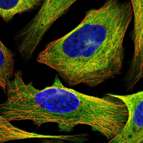 Immunofluorescent staining of human cell line U-2 OS shows localization to plasma membrane, cytosol & microtubules.