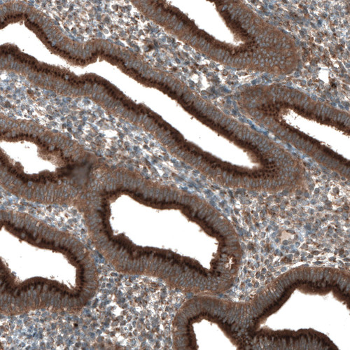 Immunohistochemical staining of human endometrium shows strong granular cytoplasmic positivity in glandular cells.