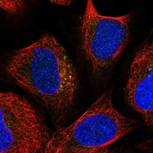 Immunofluorescent staining of human cell line U-2 OS shows localization to the Golgi apparatus.