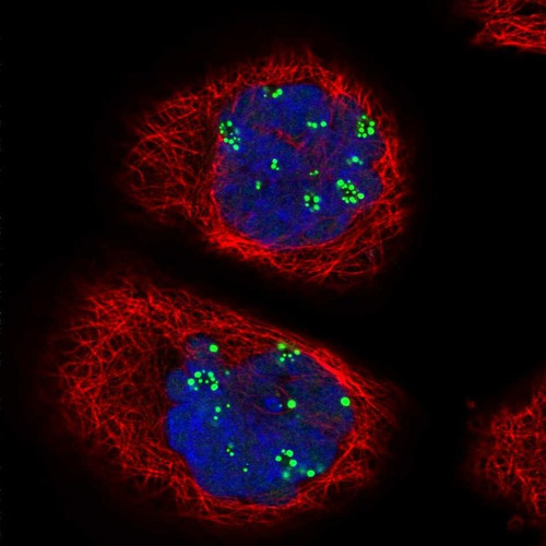 Immunofluorescent staining of human cell line A-431 shows localization to nucleoli fibrillar center.
