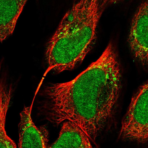 Immunofluorescent staining of human cell line U-2 OS shows localization to nucleoplasm, the Golgi apparatus & vesicles.