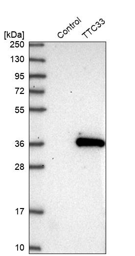 Western blot analysis in control (vector only transfected HEK293T lysate) and TTC33 over-expression lysate (Co-expressed with a C-terminal myc-DDK tag (~3.1 kDa) in mammalian HEK293T cells, LY415822).