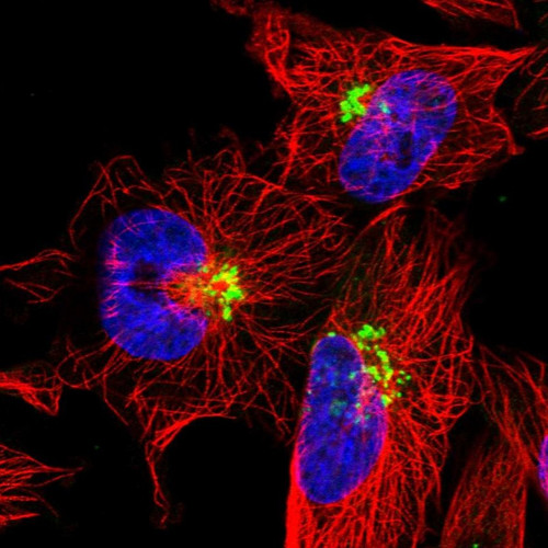 Immunofluorescent staining of human cell line U-251 MG shows localization to the Golgi apparatus.