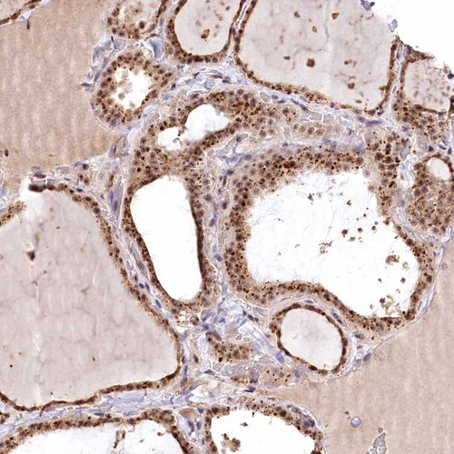Immunohistochemical staining of human thyroid gland shows moderate to strong nuclear positivity in glandular cells.