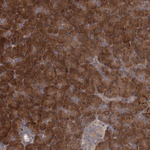 Immunohistochemical staining of human pancreas shows strong cytoplasmic positivity in exocrine glandular cells.