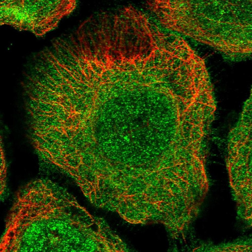 Immunofluorescent staining of human cell line A-431 shows localization to nucleus & plasma membrane.