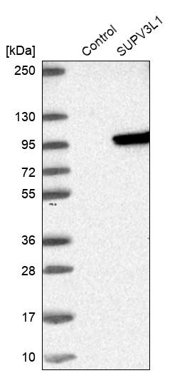Western blot analysis in control (vector only transfected HEK293T lysate) and SUPV3L1 over-expression lysate (Co-expressed with a C-terminal myc-DDK tag (~3.1 kDa) in mammalian HEK293T cells, LY418860).