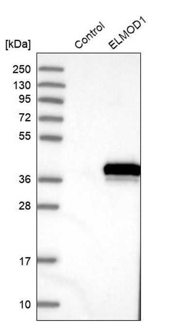 Western blot analysis in control (vector only transfected HEK293T lysate) and ELMOD1 over-expression lysate (Co-expressed with a C-terminal myc-DDK tag (~3.1 kDa) in mammalian HEK293T cells, LY412885).