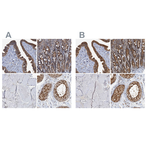 Immunohistochemical staining of human fallopian tube, gastrointestinal, skeletal muscle and testis using Anti-PTGES3 antibody HPA038672 (A) shows similar protein distribution across tissues to independent antibody HPA038673 (B).