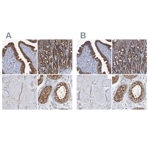 Immunohistochemical staining of human fallopian tube, gastrointestinal, skeletal muscle and testis using Anti-PTGES3 antibody HPA038673 (A) shows similar protein distribution across tissues to independent antibody HPA038672 (B).