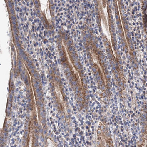 Immunohistochemical staining of human stomach shows cytoplasmic positivity in glandular cells.