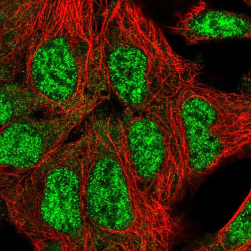 Immunofluorescent staining of human cell line HEK 293 shows localization to nuclear speckles.
