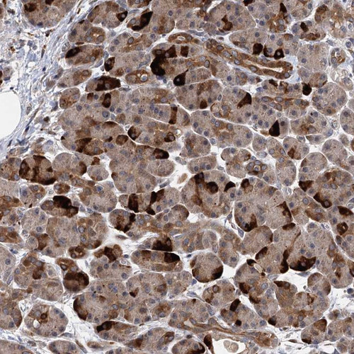 Immunohistochemical staining of human pancreas shows strong cytoplasmmic positivity in exocrine glandular cells.