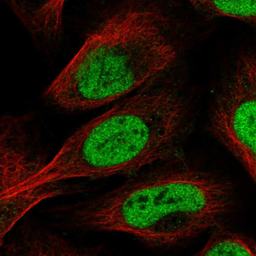 Immunofluorescent staining of human cell line U-2 OS shows localization to nucleoplasm.