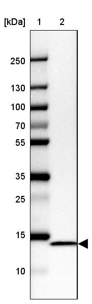 Lane 1: Marker [kDa] 250, 130, 100, 70, 55, 35, 25, 15, 10<br/>Lane 2: Human cell line CACO-2