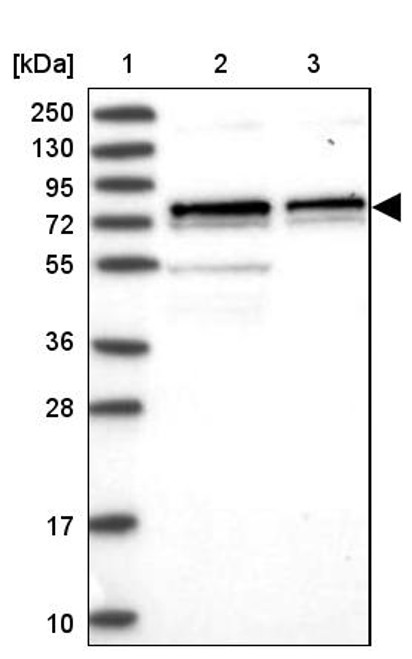 Lane 1: Marker [kDa] 250, 130, 95, 72, 55, 36, 28, 17, 10<br/>Lane 2: Human cell line RT-4<br/>Lane 3: Human cell line U-251MG sp