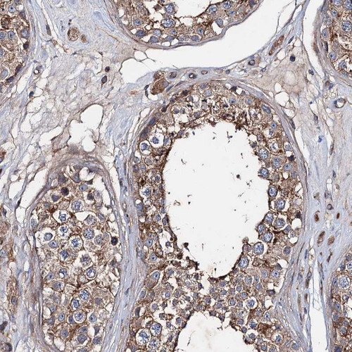 Immunohistochemical staining of human testis shows moderate cytoplasmic positivity in cells in seminiferous ducts and Leydig cells.
