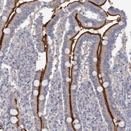 Immunohistochemical staining of human duodenum shows strong luminal membranous positivity in glandular cells.