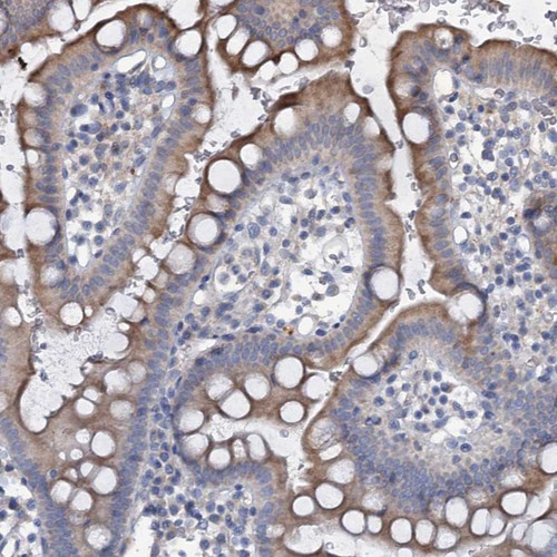 Immunohistochemical staining of human small intestine shows moderate cytoplasmic positivity in glandular cells.