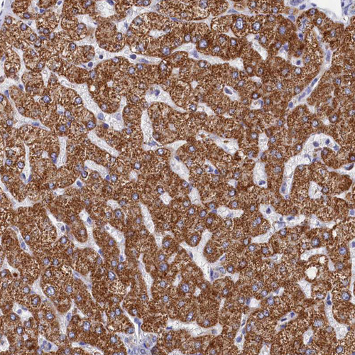 Immunohistochemical staining of human liver shows strong granular cytoplasmic positivity in hepatocytes.