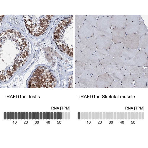 Immunohistochemistry analysis in human testis and skeletal muscle tissues using Anti-TRAFD1 antibody. Corresponding TRAFD1 RNA-seq data are presented for the same tissues.