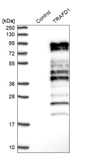 Western blot analysis in control (vector only transfected HEK293T lysate) and TRAFD1 over-expression lysate (Co-expressed with a C-terminal myc-DDK tag (~3.1 kDa) in mammalian HEK293T cells, LY402005).