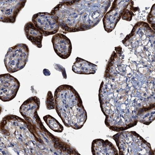 Immunohistochemical staining of human placenta shows strong cytoplasmic positivity in trophoblastic cells.