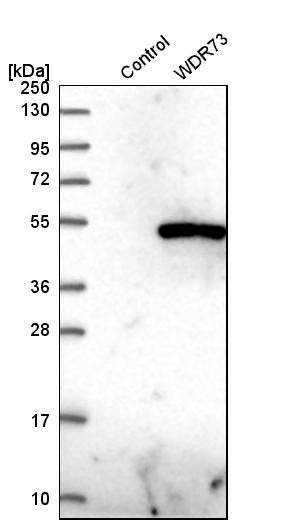 Western blot analysis in control (vector only transfected HEK293T lysate) and wDR73 over-expression lysate (Co-expressed with a C-terminal myc-DDK tag (~3.1 kDa) in mammalian HEK293T cells, LY409890).