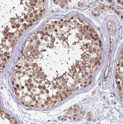 Immunohistochemical staining of human Testis shows moderate nuclear and cytoplasmic positivity in cells in seminiferous ducts.