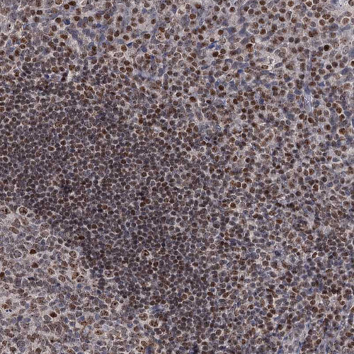 Immunohistochemical staining of human Tonsil shows moderate nuclear positivity in germinal and non-germinal center cells.