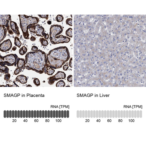Immunohistochemistry analysis in human placenta and pancreas tissues using Anti-SMAGP antibody. Corresponding SMAGP RNA-seq data are presented for the same tissues.