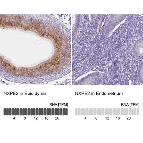 Immunohistochemistry analysis in human epididymis and endometrium tissues using Anti-NXPE2 antibody. Corresponding NXPE2 RNA-seq data are presented for the same tissues.