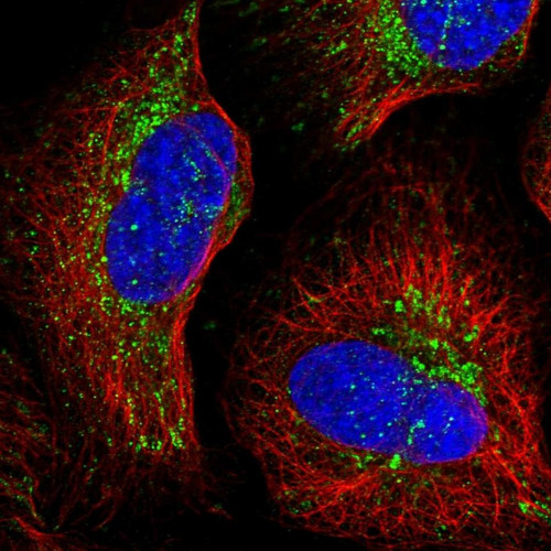 Immunofluorescent staining of human cell line U-2 OS shows localization to mitochondria.
