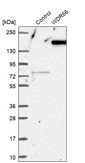 Western blot analysis in control (vector only transfected HEK293T lysate) and WDR66 over-expression lysate (Co-expressed with a C-terminal myc-DDK tag (~3.1 kDa) in mammalian HEK293T cells, LY408207).