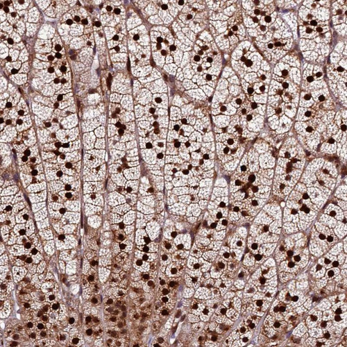 Immunohistochemical staining of human adrenal gland shows nuclear and cytoplasmic positivity in glandular cells.